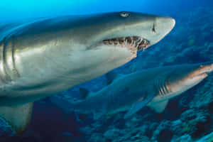 Sand Sharks Swimming Underwater.jpg Wallpaper