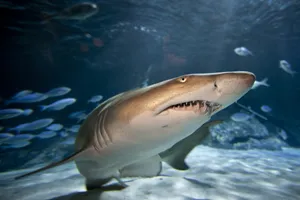 Sand Tiger Shark Kelly Tarltons Aquarium Wallpaper