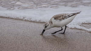 Sanderling Foragingon Beach Wallpaper