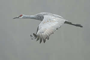 Sandhill Crane In Flight Wallpaper