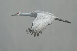 Sandhill Crane In Flight Wallpaper