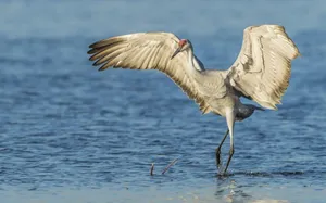 Sandhill Crane Spreading Wings Wallpaper