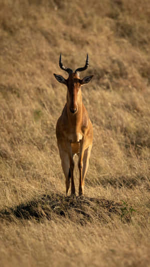 Savanna Hartebeest Standing Wallpaper