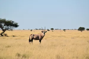 Savannah Antelope Standing Tall Wallpaper