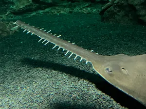 Sawfish In Aquarium Wallpaper