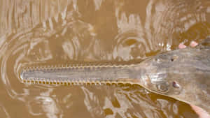 Sawfish In Murky Water Wallpaper