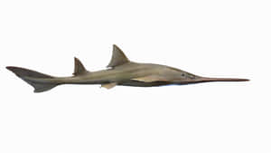 Sawfish Side View Wallpaper