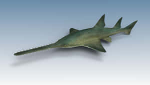 Sawfish Side View Wallpaper