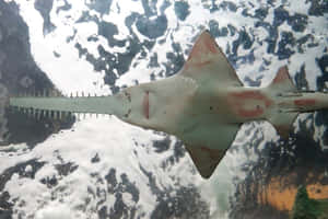 Sawfish Swimming Aquarium Wallpaper
