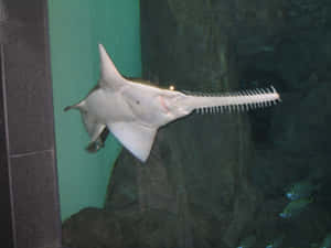 Sawfish Swimming Aquarium Wallpaper