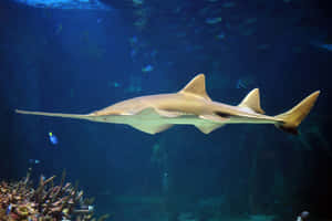 Sawfish Swimming Aquarium Wallpaper