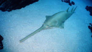 Sawfish Swimming Over Sandy Bottom Wallpaper