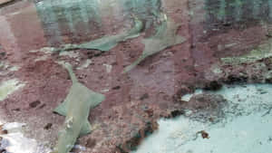 Sawfish Swimming Shallow Waters Wallpaper