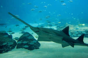 Sawfish Swimming Underwater.jpg Wallpaper