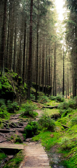 Saxon Switzerland National Park Wallpaper