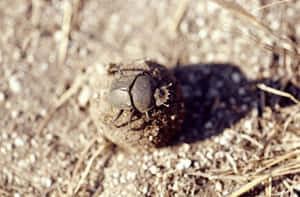 Scarab Beetle Rolling Dung Ball Wallpaper