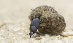 Scarab Beetle Rolling Dung Ball Wallpaper