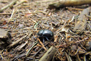 Scarab Beetlein Natural Habitat.jpg Wallpaper