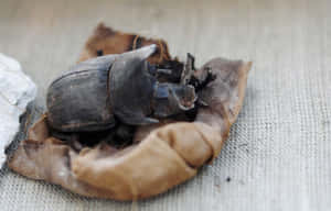 Scarab Beetleon Dried Leaf Wallpaper