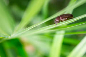 Scarab Beetleon Green Leaf Wallpaper