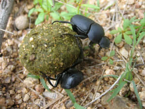 Scarab Beetles Rolling Dung Ball Wallpaper