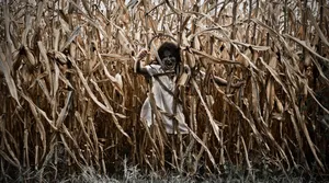 Scary Creaturein Cornfield.jpg Wallpaper