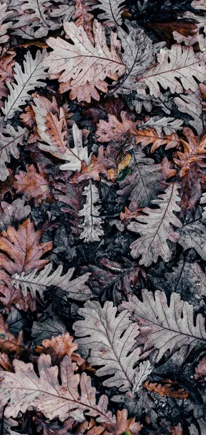 Scattered Autumn Leaves On The Ground Wallpaper