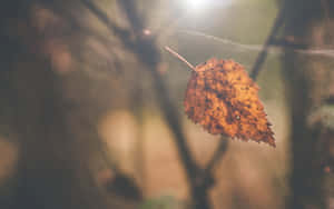 Scattered Brown Leaves On The Ground Wallpaper