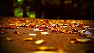 Scattered Fallen Leaves On A Forest Floor Wallpaper