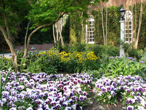 Scattered White-purple Pansies Wide Garden Wallpaper