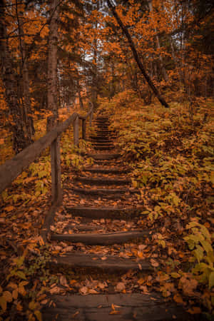 Scenic Fall Hike On A Forest Trail Wallpaper