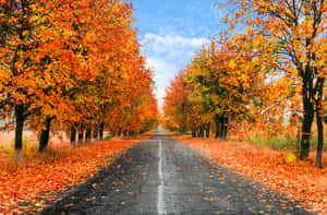 Scenic Fall Road Wallpaper