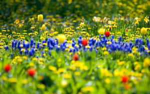 Scenic Spring Meadow At Sunrise Wallpaper