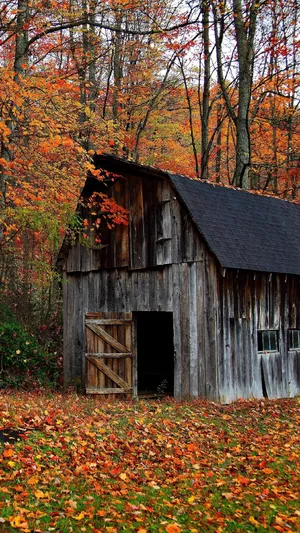Scenic View Of A Rustic Barn Amidst Fall Foliage Wallpaper