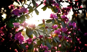 Scenic View Of Blooming Flowers With Bright Sun In The Spring Season Wallpaper