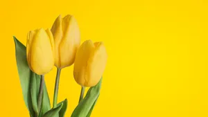 Scenic View Of Vibrant Yellow Tulips In Full Bloom Wallpaper