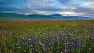 Scenic Wild Flowers In Lush Meadow Wallpaper