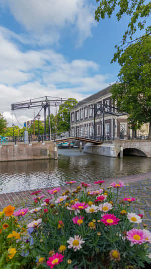 Schiedam Canal Viewwith Flowersand Bridge Wallpaper