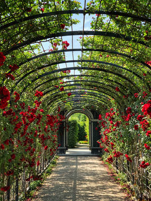 Schönbrunn Rose Garden Austria Wallpaper