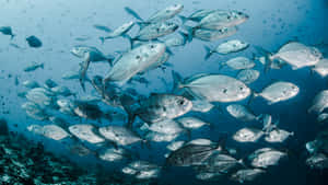 School Of Colorful Fish Swimming Beneath The Surface Of The Caribbean Sea Wallpaper