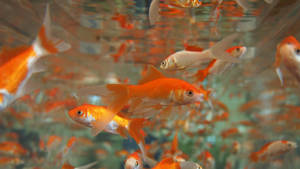 School Of Little Goldfishes Wallpaper