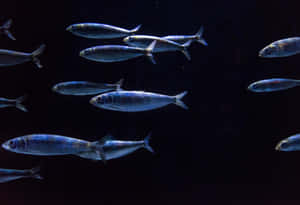 Schoolof Anchovies Swimmingin Dark Waters.jpg Wallpaper