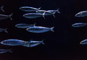 Schoolof Anchovies Swimmingin Dark Waters.jpg Wallpaper