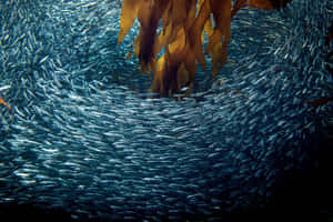 Schoolof Anchovies Underwater Wallpaper