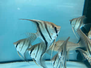 Schoolof Angelfish Swimming Wallpaper