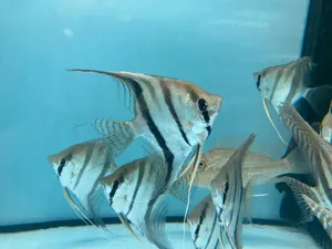 Schoolof Angelfish Swimming Wallpaper