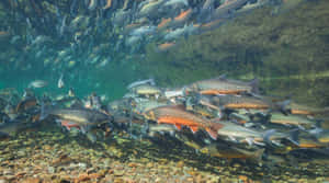 Schoolof Arctic Char Underwater Wallpaper