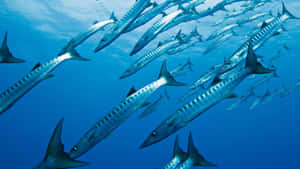 Schoolof Barracudas Underwater Wallpaper