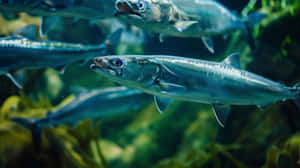 Schoolof Barracudas Underwater Wallpaper