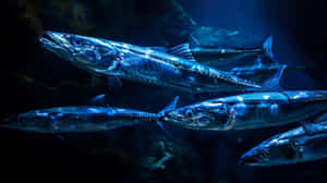 Schoolof Barracudas Underwater Wallpaper